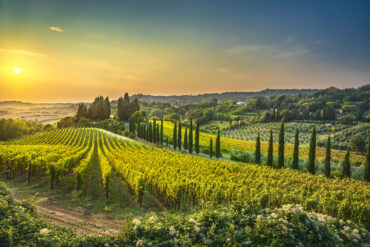 vineyards and countryside landscape
