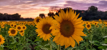 Focusing on two sunflowers close together with the background blurred