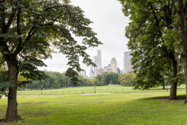 view of new york buildings from a park