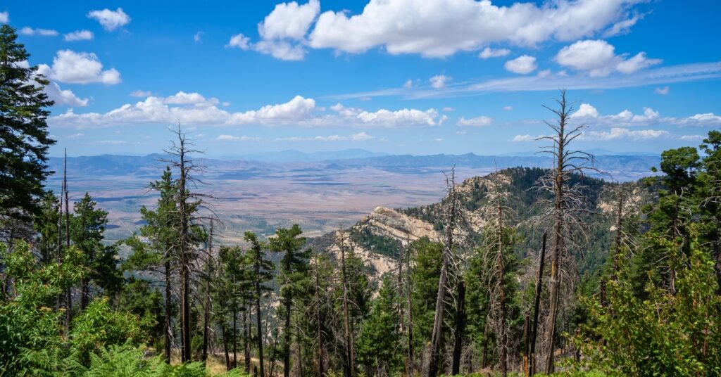 Mountain forest scenery from the Pinaleno Mountains in Coronado National Forest