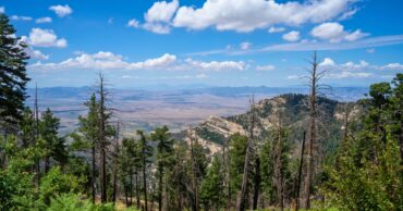 Mountain forest scenery from the Pinaleno Mountains in Coronado National Forest