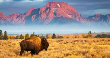a bison stands in front of Mount Moran, north of Jackson Hole Wyoming